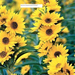 Maximilian Sunflower Seeds - Flower Seeds - BOGO
